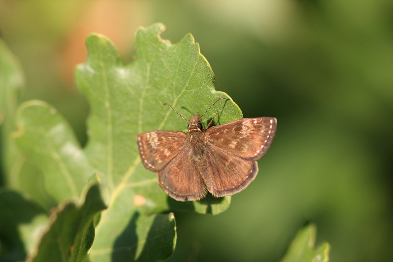 Erynnis tages